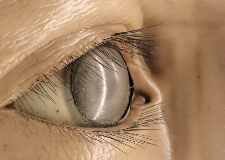 Photographie d'un fragment de modèle anatomique représentant l'aspect des yeux et des larmes, Cesare Bettini, Collection de Cire Anatomique "Luigi Cattaneo", Bologne