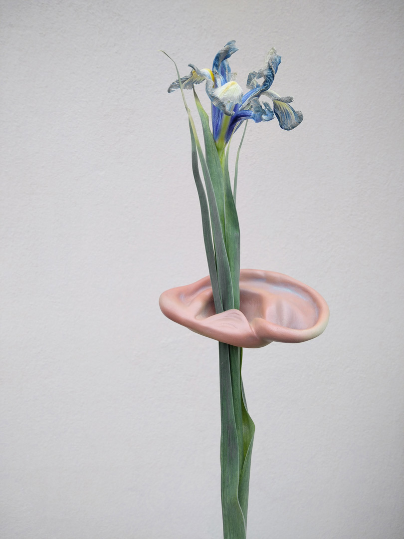 Fragment de la série de 3 photographies, intitulée "Morceaux synthétiques". Cette photographie présente une oreille en plastique démesurée transpercée de par une iris bleue. La fleur semble sortir de l'oreille. L'oreille semble léviter.